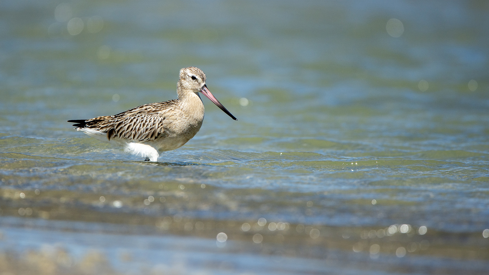 Bar-tailed Godwit — Ana fotoğraf